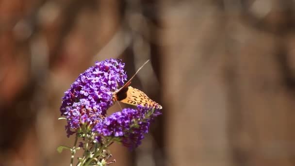 Fritillary Mariposa Alimenta Una Cabeza Flor Púrpura Con Espacio Para — Vídeo de stock