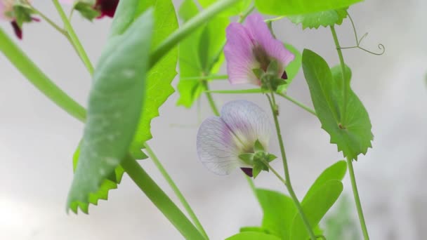 紫和丁香色的花朵的雪豌豆植物与叶子 — 图库视频影像