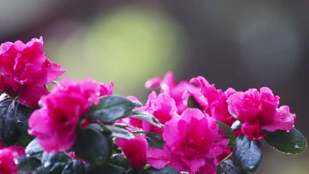Colorido Arbusto Floreciente Día Lluvioso Con Espacio Para Copiar — Vídeo de stock
