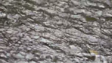 Isliyi zımparayağmuru arka bahçelerde küçük sel riskini artırıyor