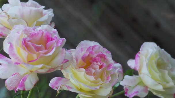 春园中混合茶玫瑰的分组 — 图库视频影像