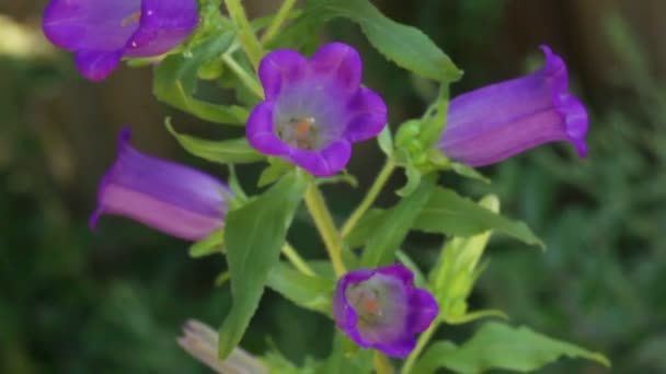 Fleurs Tubulaires Violettes Sur Épi Avec Feuillage — Video