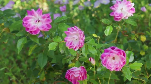 Цветущие Ранней Весной Розы Флорибунды — стоковое видео