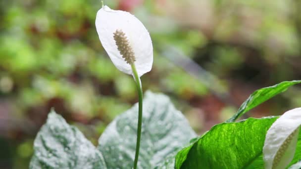 Plant Met Een Opvallende Witte Bloem Een Regenachtige Dag — Stockvideo