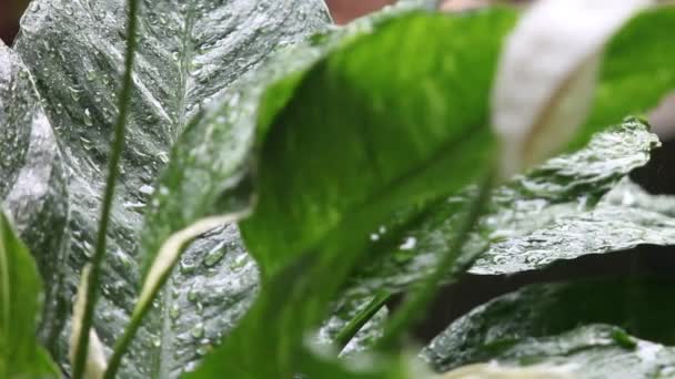 Roślin Liści Ulewny Deszcz Dźwiękiem — Wideo stockowe