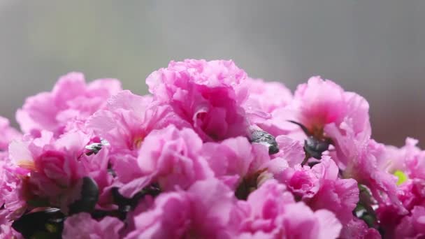 Lluvia Una Exuberante Planta Con Flores — Vídeos de Stock