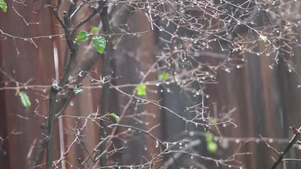 暴雨中落叶的树枝 — 图库视频影像