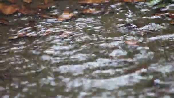 Gestage Regenval Maakt Een Achtertuin Plas — Stockvideo