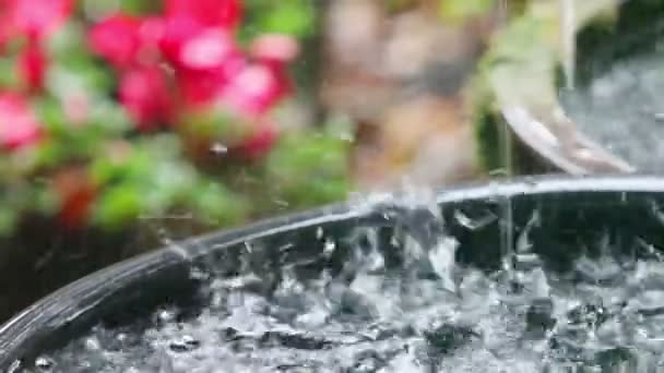 大雨落在大锅和开花植物 机架焦点 — 图库视频影像