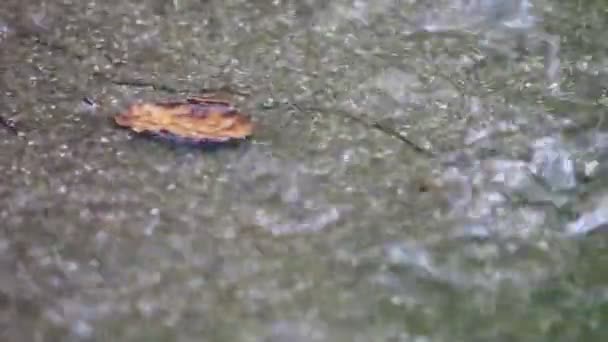 Wind Und Regen Treiben Ein Totes Blatt Über Das Regenwasser — Stockvideo