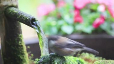 Acemi arka bahçesinde kuş bir bambu çeşme çalış 