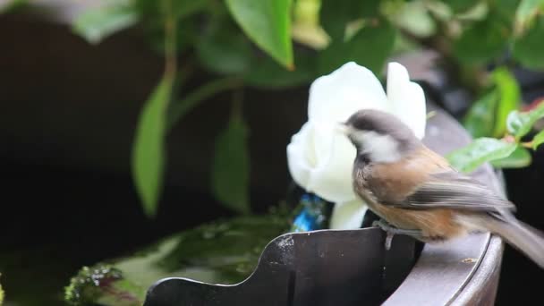 Spirande Chickadee Drycker Från Trädgård Fontän Filter Bredvid Växter — Stockvideo