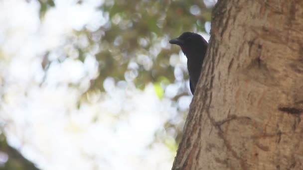 Ένα Κοράκι Κοιτάζει Γύρω Από Ένα Δέντρο Και Απαντά Μια — Αρχείο Βίντεο