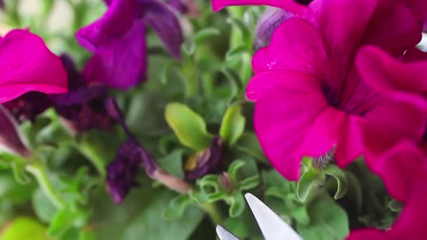 Recorte Flores Gastadas Una Planta Con Flores — Vídeo de stock