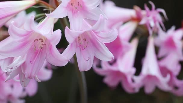Рожеві Лілії Які Цвітуть Середині Літа — стокове відео