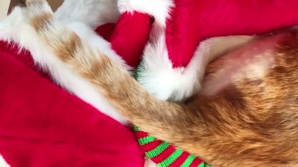 Una Mascota Molesta Mueve Cola Sobre Varios Sombreros Santa Claus — Vídeo de stock