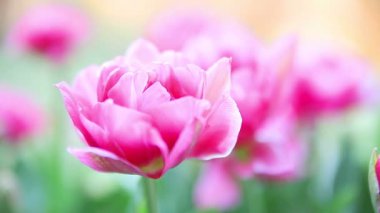 Baharda pembe tonlarında açan laleler