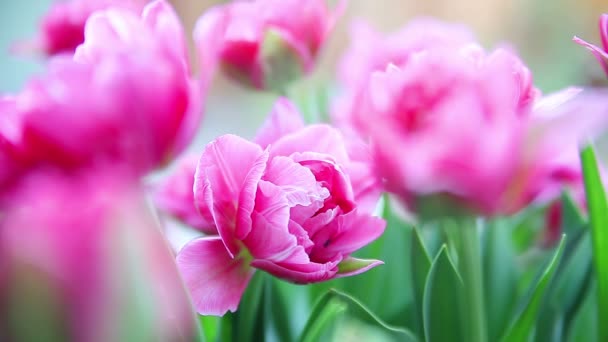 Djupa Rosa Vårblommor Med Lövverk — Stockvideo