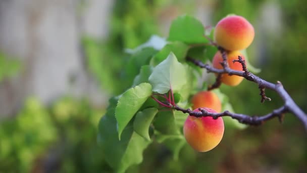 Algunos Albaricoques Una Rama Con Hojas Espacio Para Copiar — Vídeos de Stock