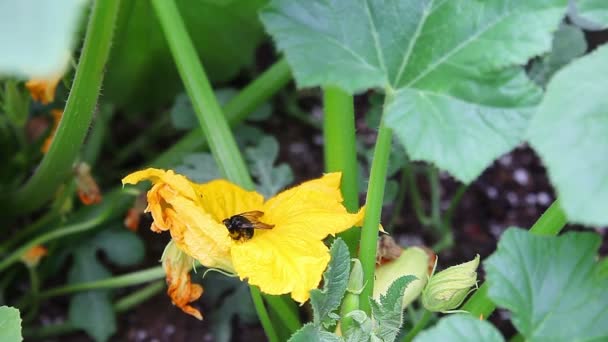 Black Bee Visits Zucchini Squash Flower — Stock Video