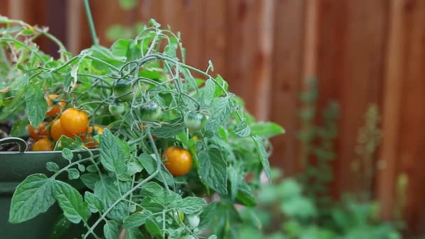 Gelbe Tomaten Wachsen Hängetopf — Stockvideo