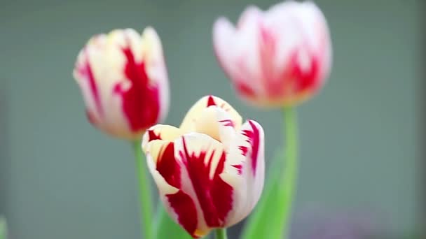 Opvallende Donker Rode Romige Witte Markeringen Van Papegaai Tulpen — Stockvideo