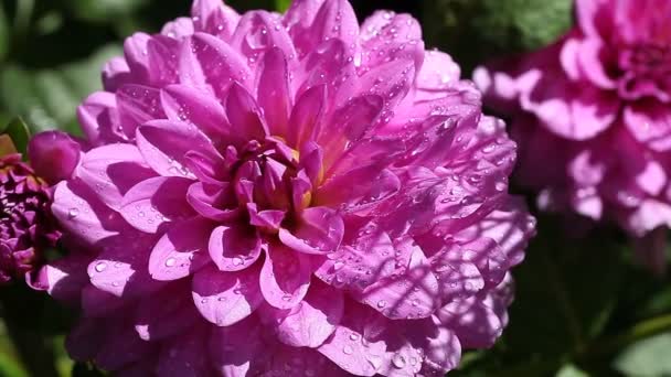 Κοντινά Πλάνα Από Βρεγμένα Αργά Καλοκαίρι Λουλούδια — Αρχείο Βίντεο