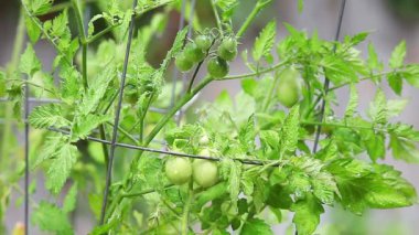 Domates kafesinde olgunlaşmamış domates 
