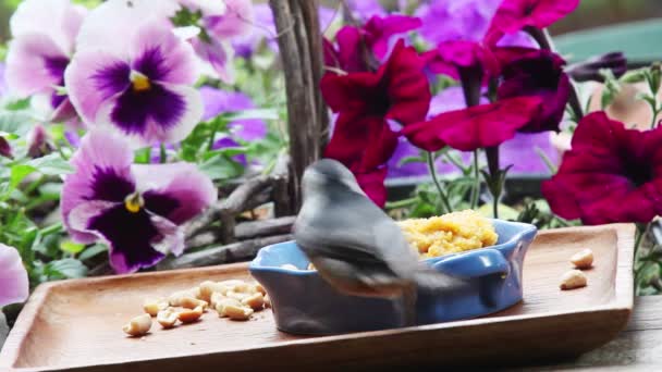 Ein Hinterhofvogel Futterhäuschen Mit Erdnüssen Und Bunten Stiefmütterchen Und Petunien — Stockvideo