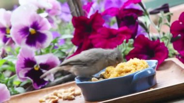 Acemi tufted titmouse üzerinden süet hareket etmeye çalışır gibi vücudunu contorts