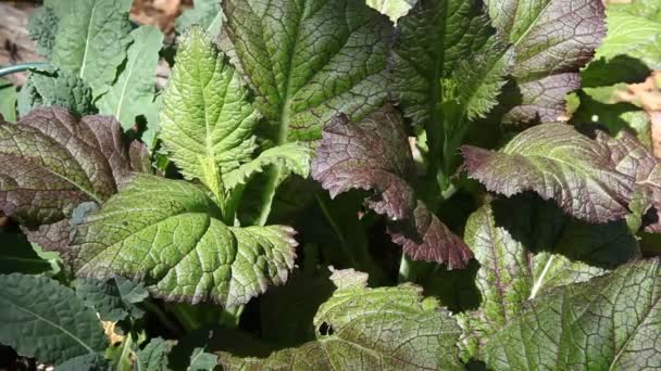 Reddish Green Leaves Kale Growing Backyard Plot — Stock Video