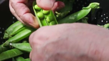 Taze bezelye hazırlayan yaşlı bir adamın yakın çekim görünümü