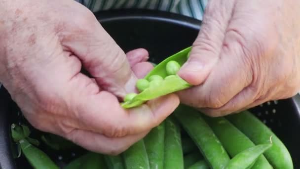 エプロンの年配の男性は 彼の膝の上にコランダーで緑のエンドウ豆を準備します — ストック動画