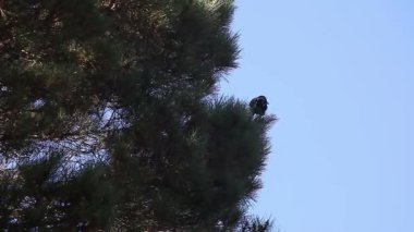 Kopya alanı ile alacakaranlıkta bir çam ağacı üzerinde tüneyen yalnız bir kuş