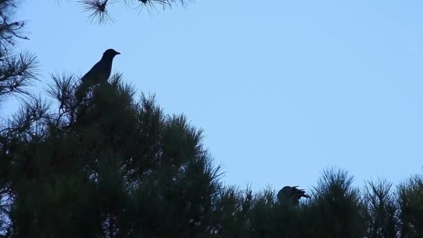 Vögel Hocken Auf Einer Kiefer Mit Platz Für Text — Stockvideo