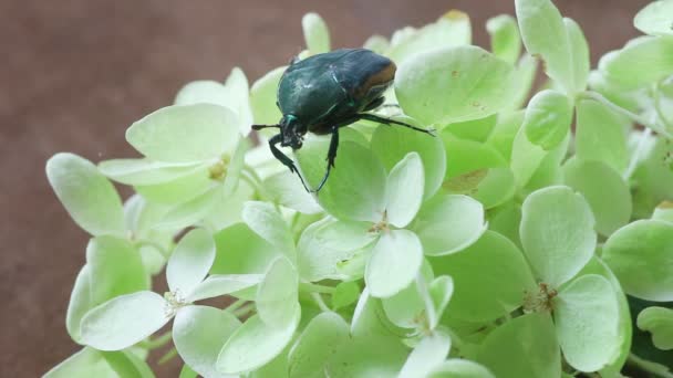 浅绿色花朵上的绿色护罩虫特写 — 图库视频影像