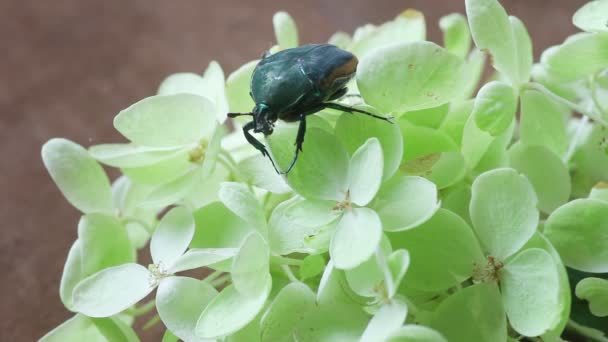 Een Groene Shield Bug Bleke Groene Bloemen Close — Stockvideo