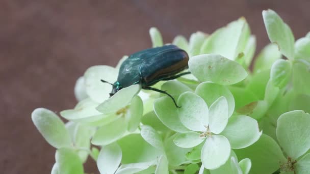 大きなカブトムシは花の塊をゆっくりと横切る — ストック動画