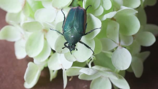 Vista Aérea Gran Escarabajo Moviéndose Través Flores Color Verde Pálido — Vídeo de stock