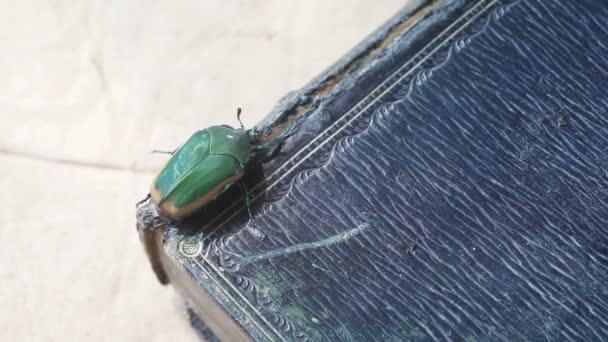 Escarabajo Grande Borde Una Cubierta Libro Antiguo Con Espacio Para — Vídeos de Stock