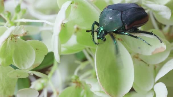 Donkergroen Insect Beweegt Pastelkleurige Bloemen — Stockvideo