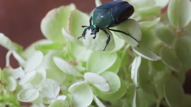 緑の盾のバグは 淡い緑色の花に足がかりを得ようとします — ストック動画