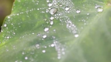 Tropikal bir yapraküzerinde nem boncuklar