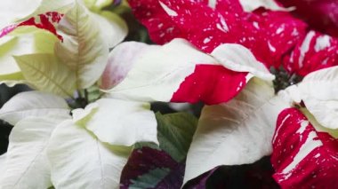 Hafif bir serpin sırasında Noel poinsettias Closeup