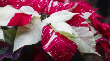 Noel poinsettias ışık serpilir düşen