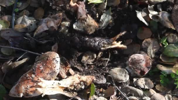 Een Kleine Schep Gebruiken Ongewenste Paddenstoelen Verwijderen — Stockvideo