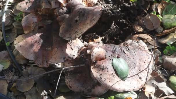 Ramasser des champignons indésirables 