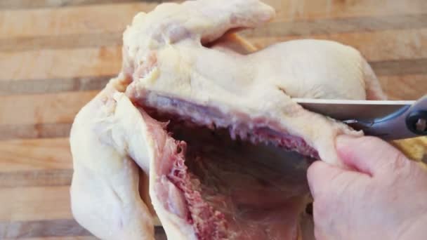 Usando Tesouras Aves Capoeira Para Spatchcock Frango Cru — Vídeo de Stock