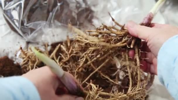 Een Vrouw Trekt Gekiemde Hosta Plantwortels Uit Elkaar — Stockvideo