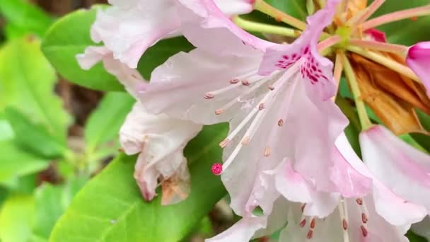 Flor Primavera Rosa Blanca — Vídeo de stock